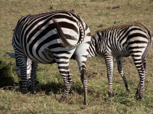 zebra behinds